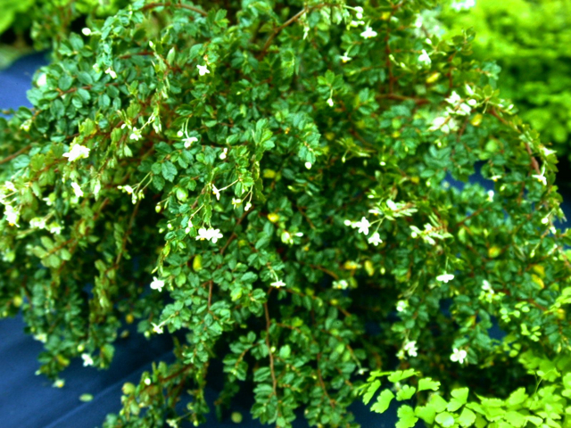 B. foliosa var. foliosa